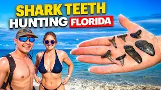 Shark Teeth Hunting Venice, Florida | Shark Tooth Capital! #SharkTeeth #FloridaAdventures