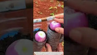 Mini hanging garden system made from recycled plastic bottles