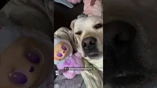 Собачье счастье в одной миске #СобачьеСчастье #PetsOfYouTube #FunnyDogs #DogMoments #СобакиКошки