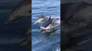 Dolphin 🐬 Goa #goa #shortvideo #dolphin #shorts #short