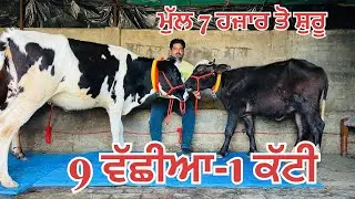 10 top class heifer for sale-10 ਖੂਬਸੂਰਤ ਵੱਛੀਆਂ-1 ਕੱਟੀ ਵਿਕਾਊ #brardairyfarmmoga 