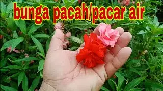 budidaya bunga pacah atau pacar air di sawah,bisa untuk biaya kuliah anak #bungapacah