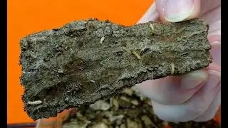 Termite Trails Activity