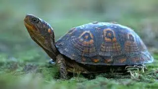 Beautiful Marine Life for Stress Relief | Meet the Cutest Sea Animals Ever | Marine Life Documentary