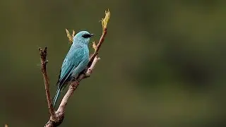 Verditer Flycatcher | Calling