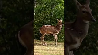 Bow Hunting Deer HD  Clean Arrow Hit  Hunting Short