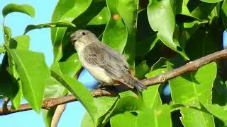 MISTLETOEBIRD - AUSTRALIA