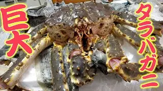 かねこにもらった『巨大タラバガニ』蟹しゃぶと〆の雑炊で大満足コースでした！