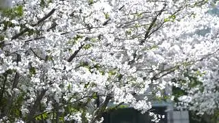 University of Shanghai for Science and Technology Campus View   上海理工大学