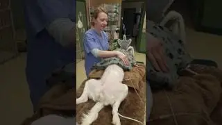 Monitoring under anesthetic with Dr. Tara Plante
