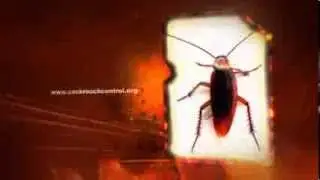 Cockroach control and cockroach information