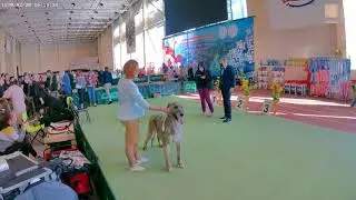 International dog show CACIB 