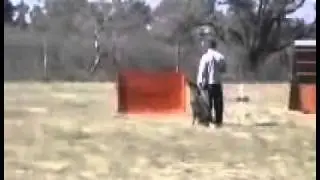 Entrenamiento schutzhund  Phase B  96 Pts