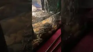 Turtle 🐢 like sleeping by heater