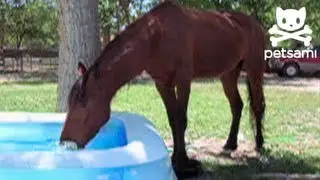 Horse splashes around in a kiddie pool