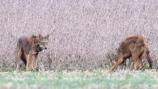 Red Wolves in Alligator River National Wildlife Refuge.