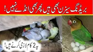 Love Birds Breeding Tips || love birds not breed in breeding seson