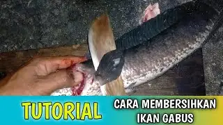 cara membersihkan ikan gabus @sisitwal