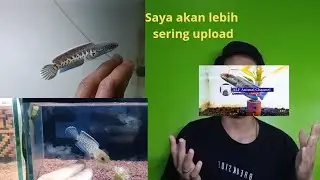 Perkenalan channel untuk kedepannya dan, sambil lihat progres channa baru aku katanya 2026rame lagi!