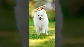 puppy dog dancing video #shortvideo #love #doglove #dog funny #youtubeshorts ❤️❤️ #funnypuppy