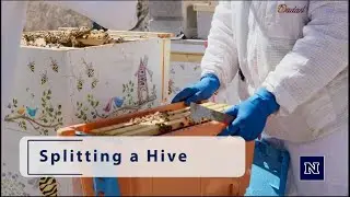 Beekeeping in Northern Nevada: Splitting a Hive