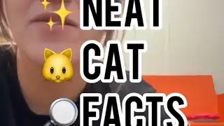 Neat Cat Facts ~ Color Point Genetics