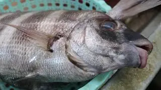 ZEBRA Seabream Fish Cleaning Skills [ All NEW ]