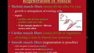 Muscle Regeneration and Aging Notes
