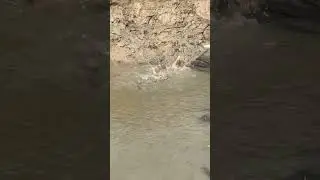 Amazing Fish Playing in the Water 🐟💦