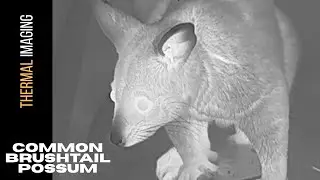 Top 20 Possum Facts!