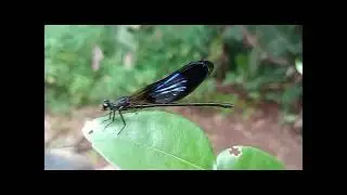 capung biru & capung pink/ungu(dragonfly)