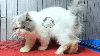 Adopsi Kucing Ras || Bandung 06 Agustus 2025