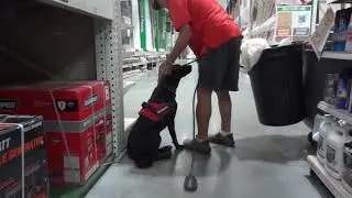 Service Dog in Training.  Labrador Retriever. Drop the Leash.