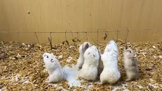 Cute Hamster: Hamsters stand on two legs so they can eat their favorite food.