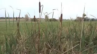 Typha latifolia L. čes.orobinec &scaron;irokolist&yacute;