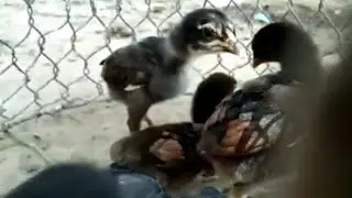 Top Quality Thai Chicks │ Thai Neck Locker Thai Chicks