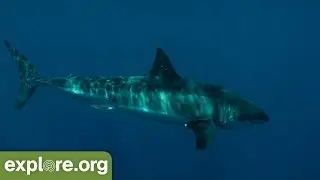 Sharks, The New Whale