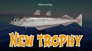 🏆Trophy Blue whiting🏆 Russian Fishing 4 | RF4 #russianfishing4 #rf4
