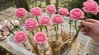 Grow a Beautiful Rose Garden Using These Simple Methods