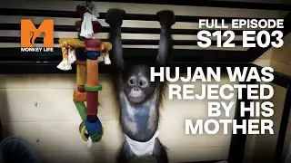 Orphan Hujan Moves To The UK | Season 12 Episode 3 | Full Episode | Monkey Life