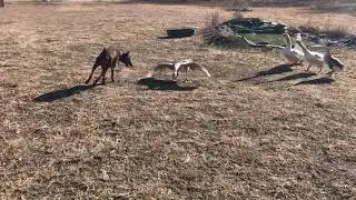 Jinx having fun with geese | Red Doberman & Grey Chinese Goose Play
