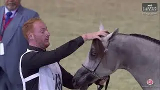 N 108 NJOUD AL LAHEEF   28th Qatar National AHS 2025   Yearling Fillies Class 3B