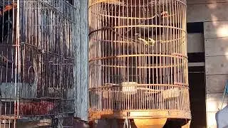 @burung beo dapat 3ekor 