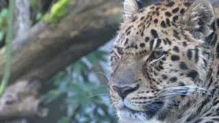 The Stealthy Hunt of the Amur Leopard #AmurLeopard #WildlifeDocumentary #BigCats#Nature#Conservation