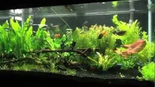 Genesis of a 120 gallon fish tank