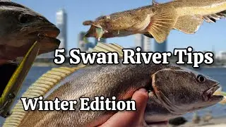 Swan River in Winter: 5 Tips to Catch More Fish
