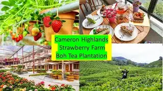 Malaysia Cameron Highlands---Red Strawberry Farm/The Boh Tea Plantation