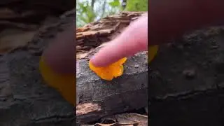 🍄 Hongo par&aacute;sito de hongos