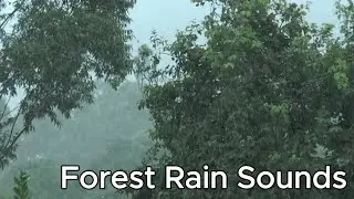 Heavy Rain Under the Mango Tree &ndash; 3h Nature Sounds for Relax or Focus | Sleepstorm
