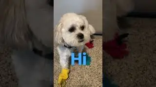 New shoes #funny #lol #teddy #dog #cute